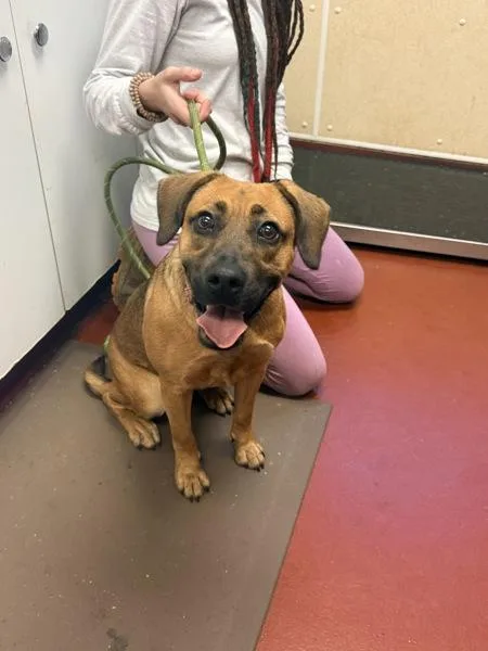 A young medium-sized female Hound dog named Bunny for adoption in Salisbury, MD