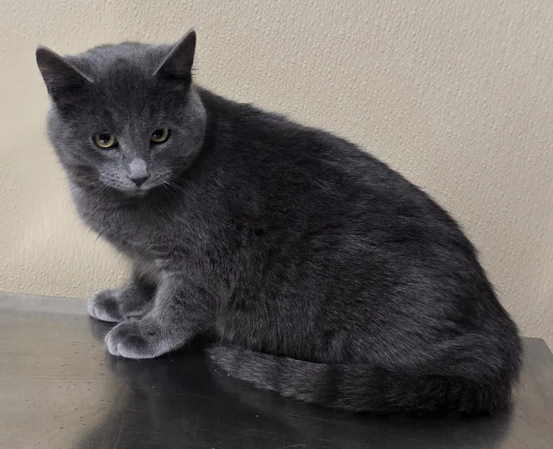 Nicholas thumbnail 2