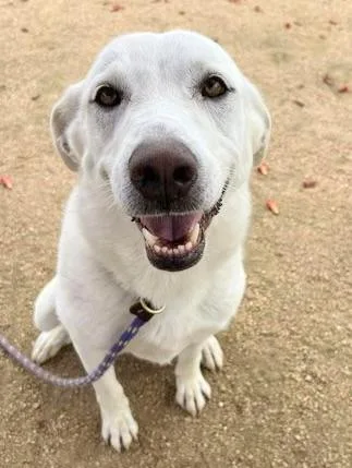 An adult large-sized female White / Cream Mixed Breed dog named Maria for adoption in Georgetown, TX