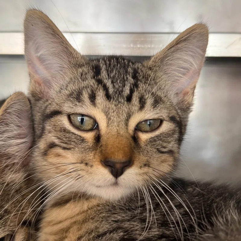 A baby small-sized male Gray / Blue / Silver Domestic Short Hair cat named Firefly for adoption in Chicago, IL