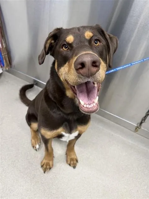 A young large-sized male Alaskan Malamute dog named Grizz for adoption in Fairbanks, AK