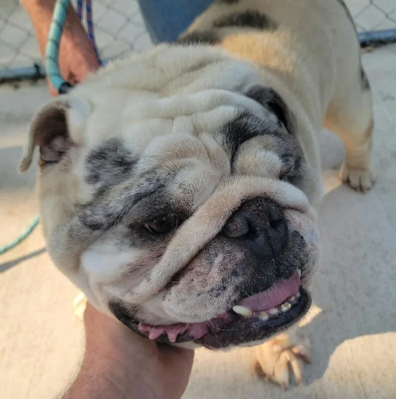 An adult large-sized male English Bulldog dog named Mach II for adoption in Windsor, CO
