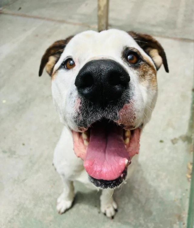 An adult large-sized female American Bulldog dog named Cheena for adoption in Santa Barbara, CA