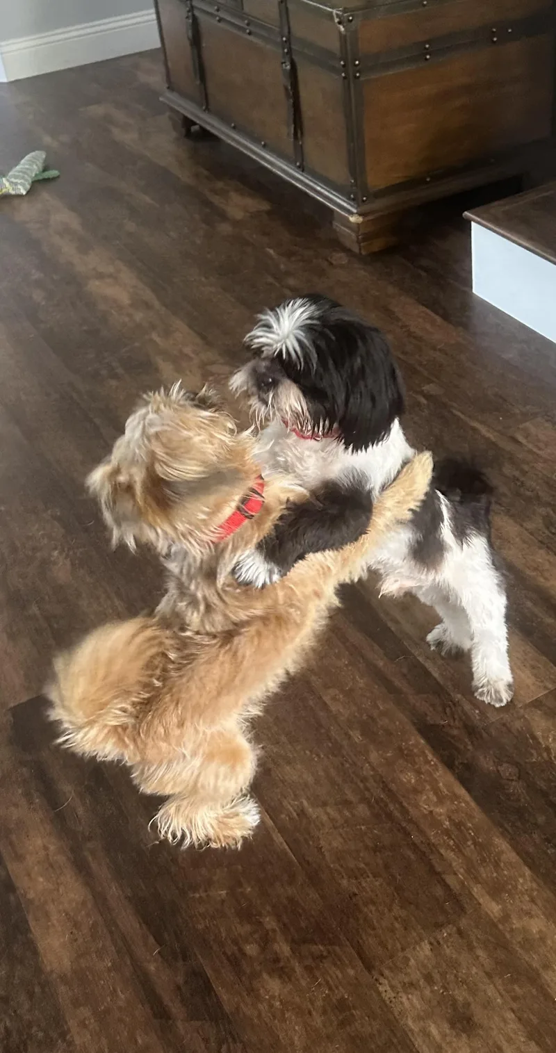 Georgie Porgie thumbnail 2