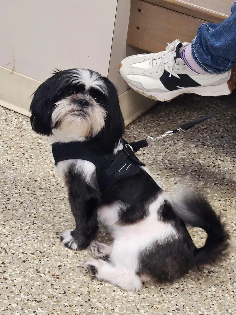 Georgie Porgie thumbnail 3