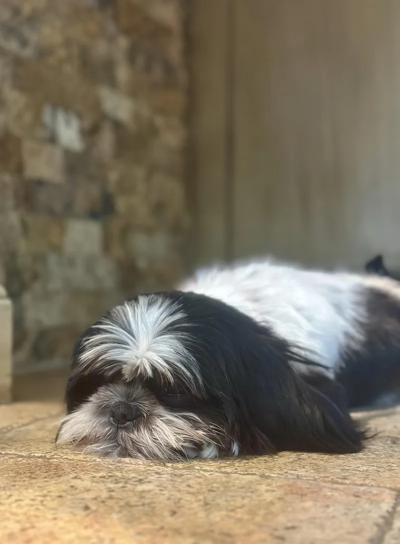 Georgie Porgie thumbnail 4