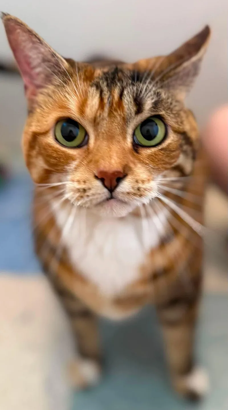 An adult medium-sized female Domestic Medium Hair cat named Queen Elliana for adoption in Claremont, NH