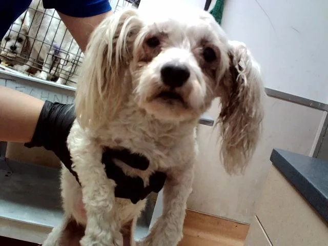 An adult small-sized female Terrier dog named Suzy for adoption in Martinez, CA