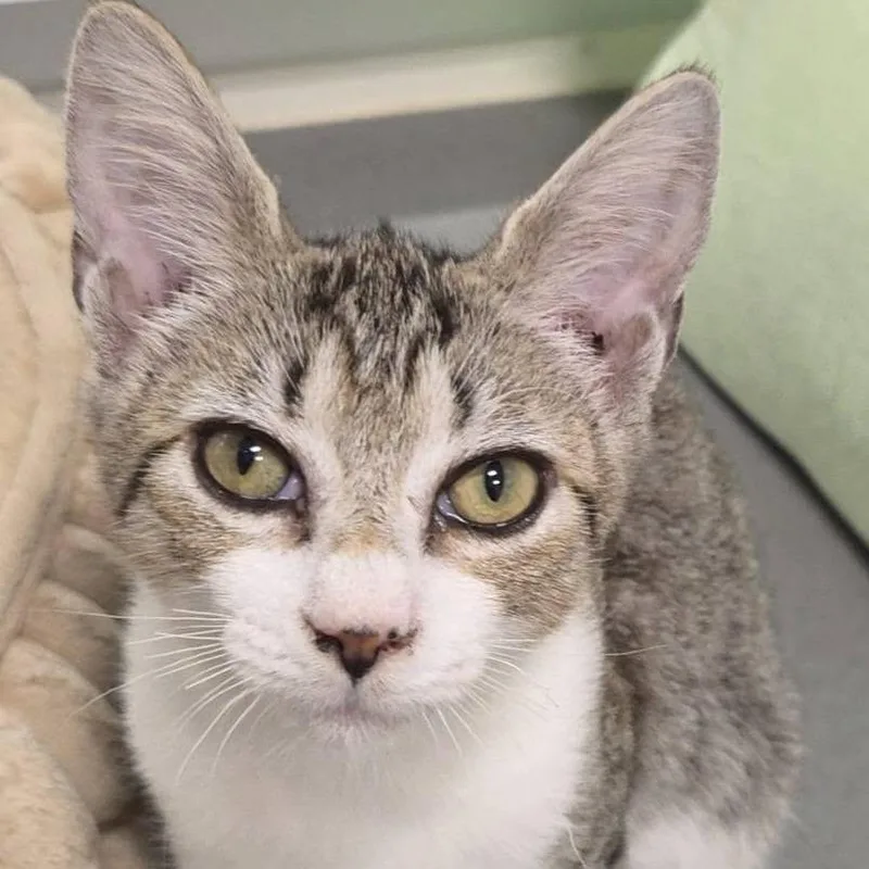 A baby small-sized male Brown / Chocolate Domestic Short Hair cat named Sandstorm for adoption in Lake Panasoffkee, FL