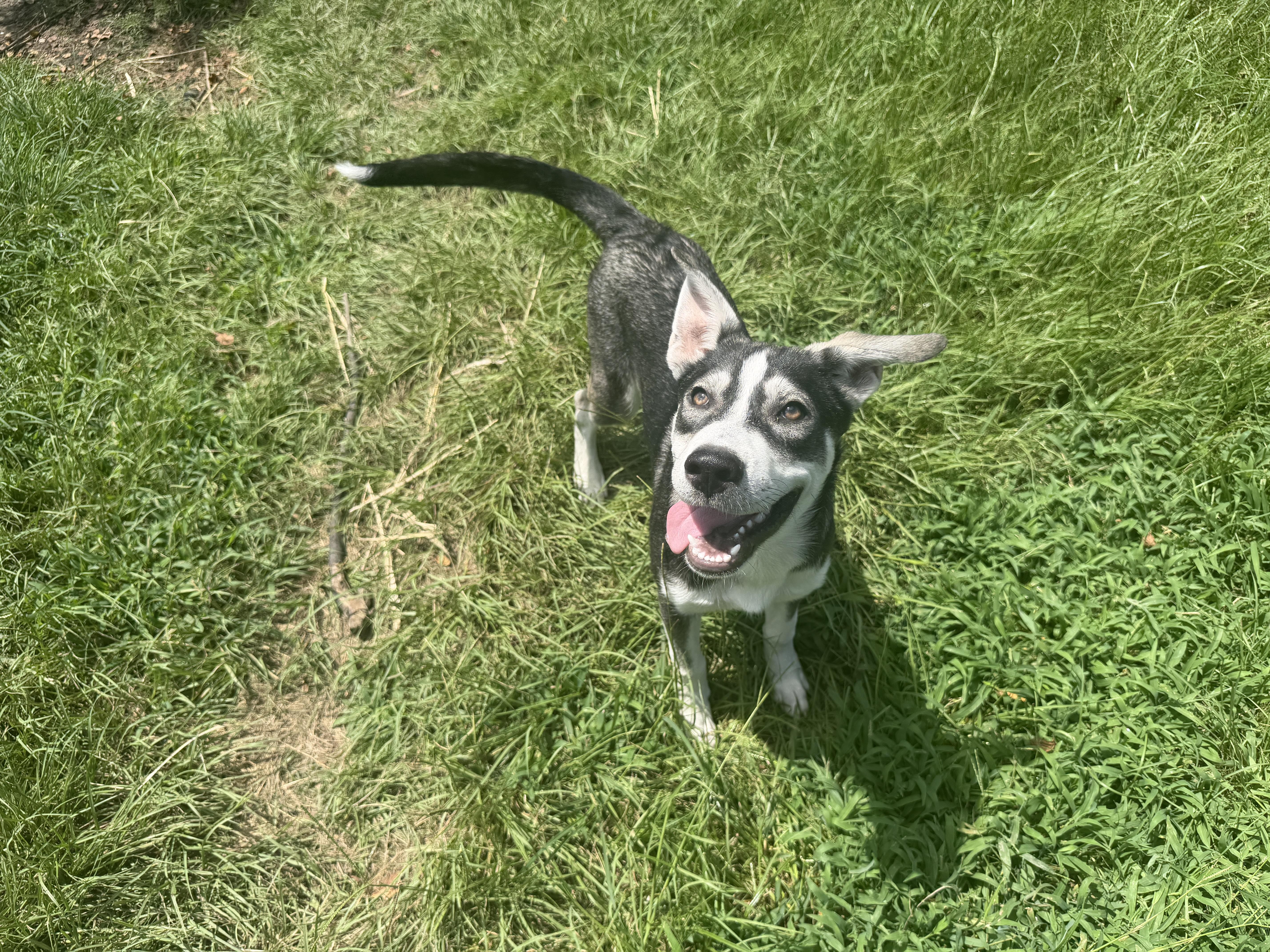 Zeus Pup