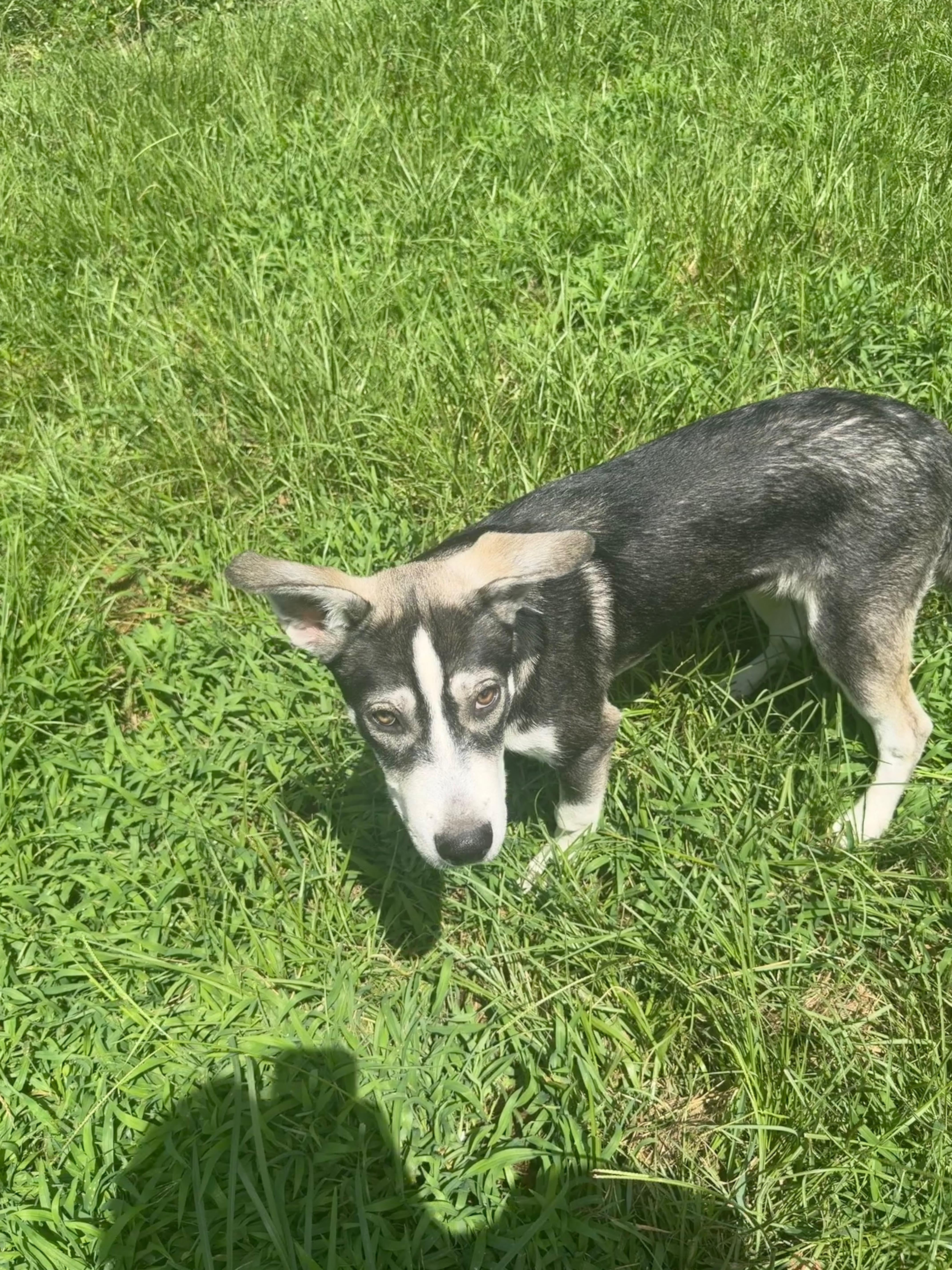 Zeus Pup thumbnail 2