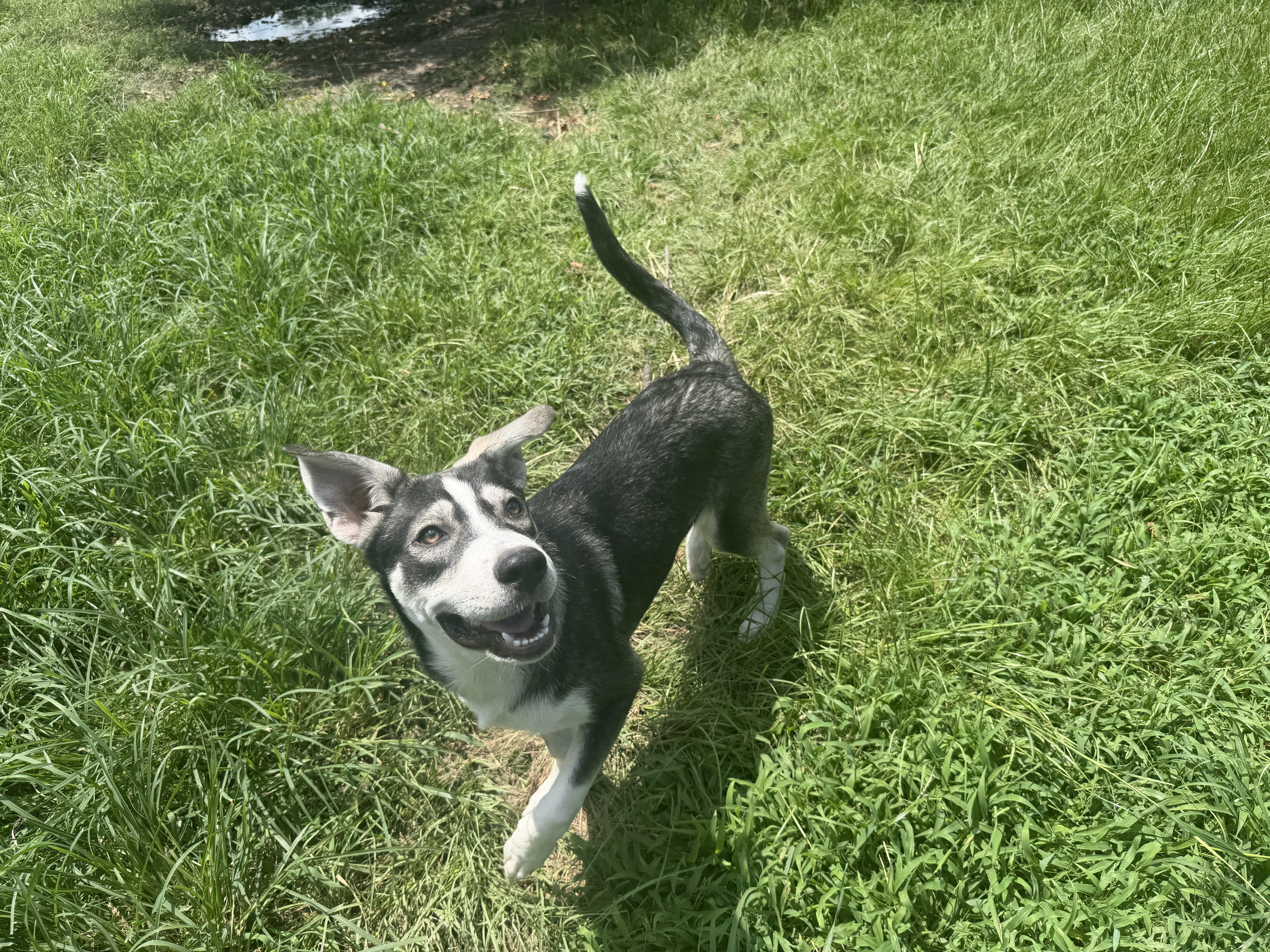 Zeus Pup thumbnail 4