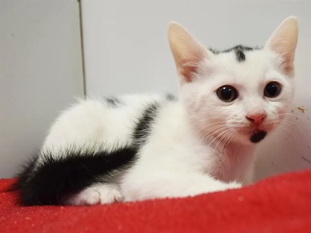 A baby small-sized male Domestic Short Hair cat named Licorice for adoption in Sacramento, CA