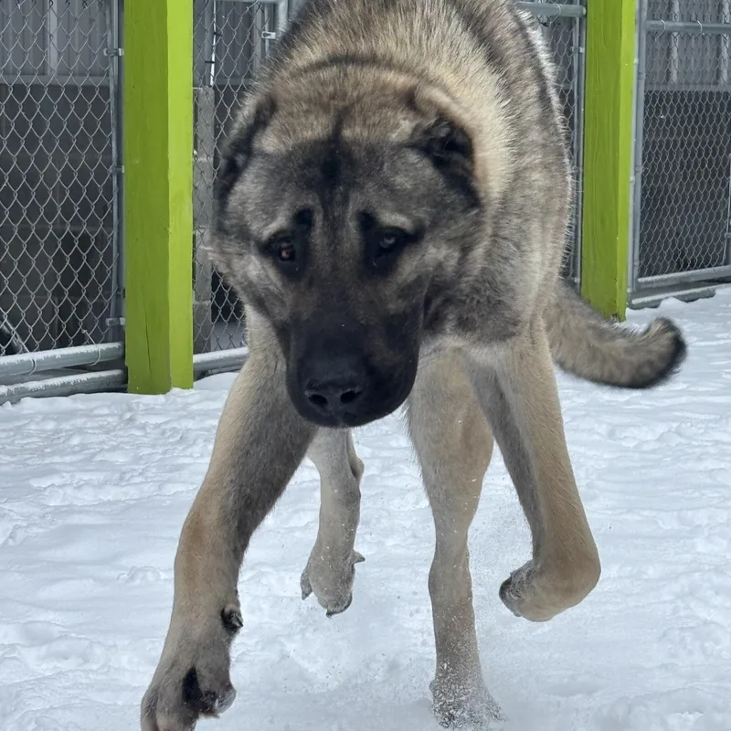 An adult extra large-sized male Turkish Kangal dog named Draco for adoption in Mount Pleasant, MI