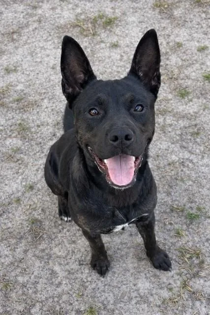 A young medium-sized male Pit Bull Terrier dog named Harvey for adoption in Riverside, CA