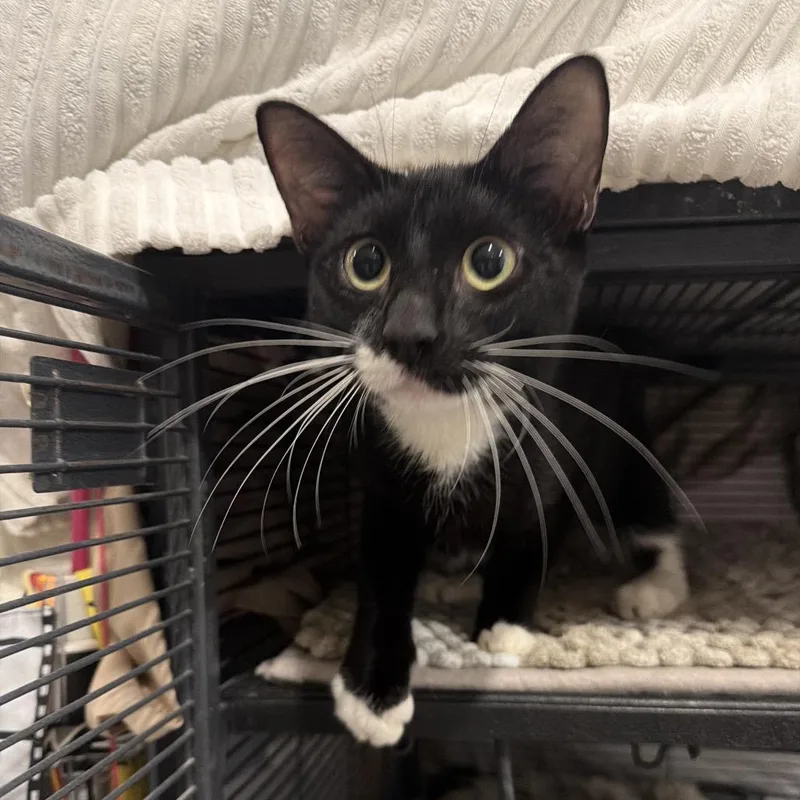 A baby small-sized male Black Domestic Short Hair cat named Seesaw for adoption in Middle Village, NY