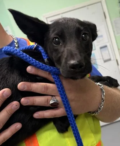 A baby large-sized male German Shepherd Dog dog named Wilder for adoption in Bedford, IN