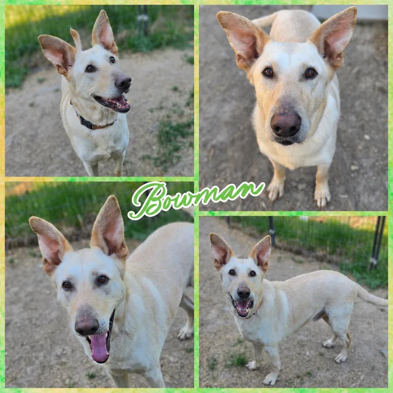 An adult large-sized male Apricot / Beige German Shepherd Dog dog named Bowman for adoption in Blacksburg, SC