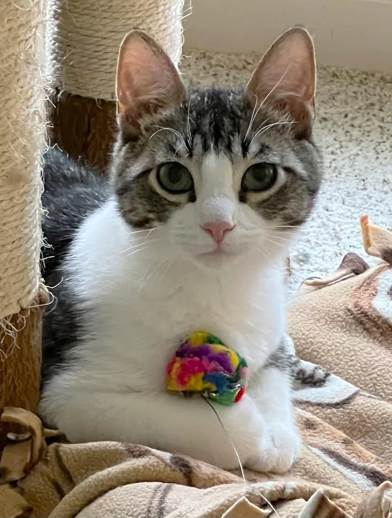 Linus