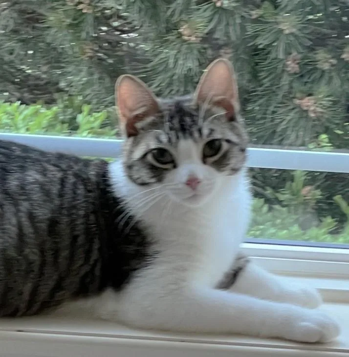 Linus thumbnail 3
