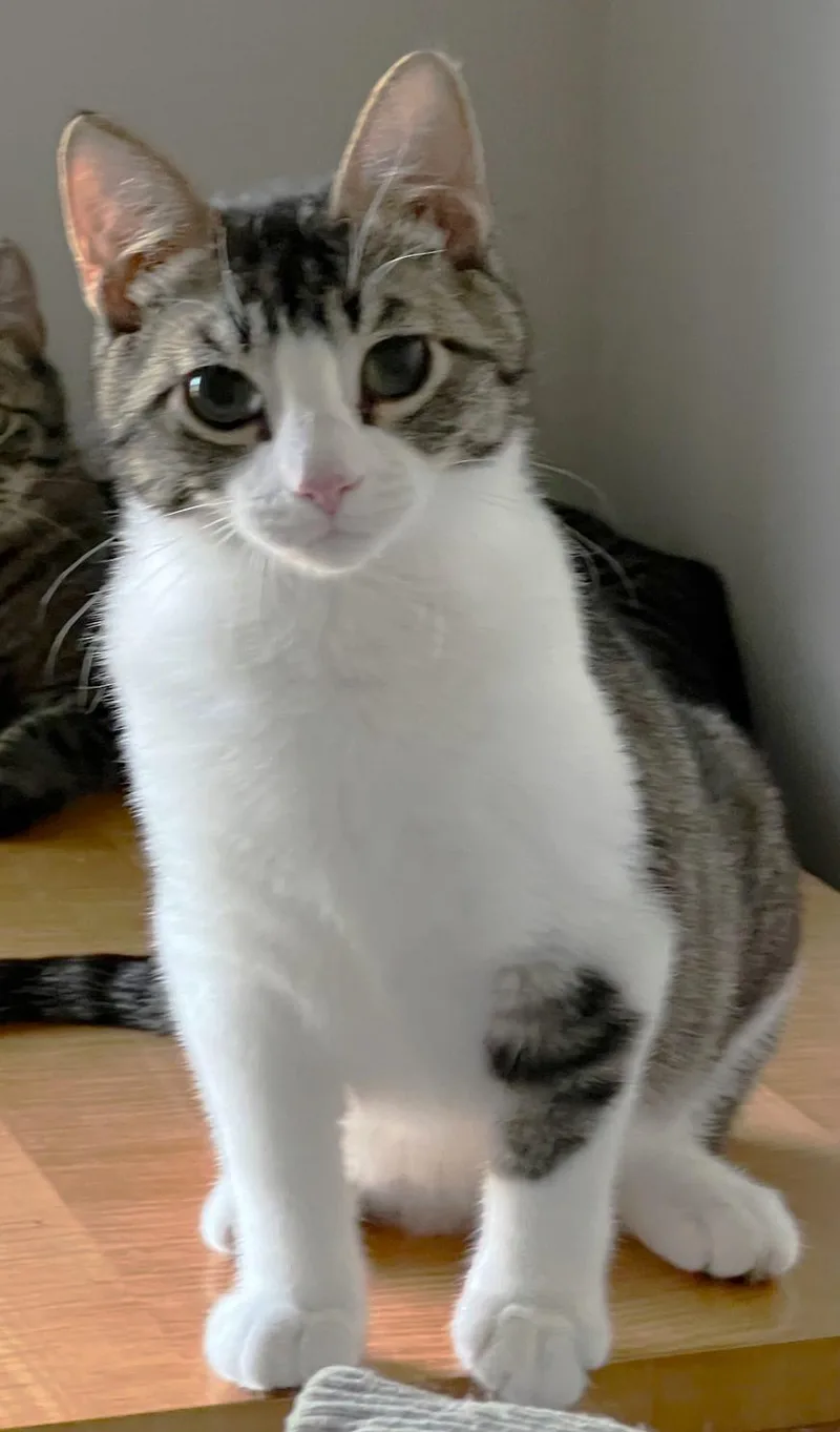Linus thumbnail 6