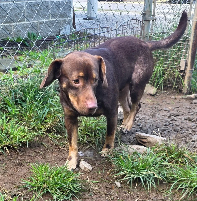 An adult medium-sized male Basset Hound dog named Doobie for adoption in Fayetteville, WV