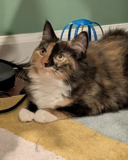 A young medium-sized female Domestic Long Hair cat named Cyclone for adoption in Belleville, MI