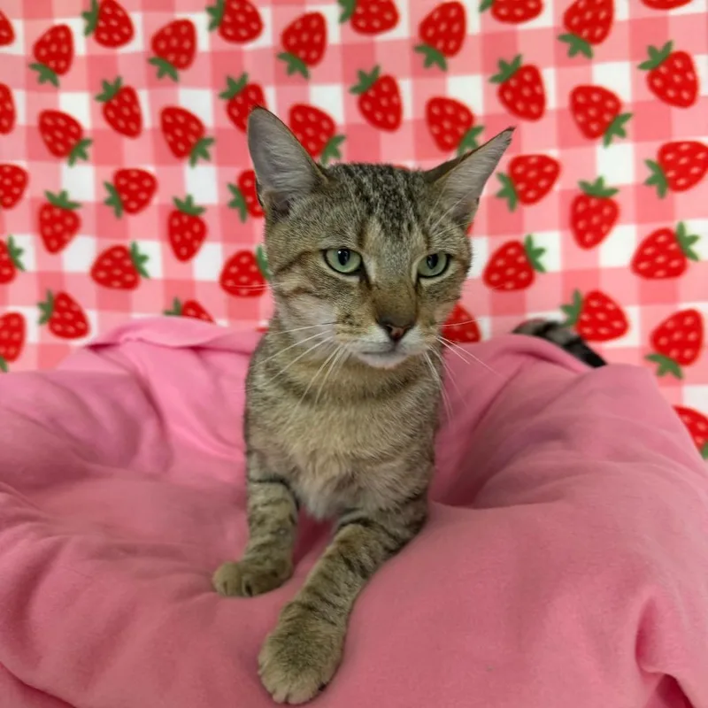 A young medium-sized male Brown / Chocolate Domestic Short Hair cat named Rocky for adoption in Deerfield, IL