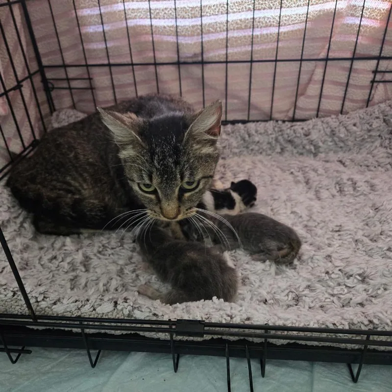 A young medium-sized female Brown / Chocolate Domestic Short Hair cat named Vivi for adoption in Long Beach, CA