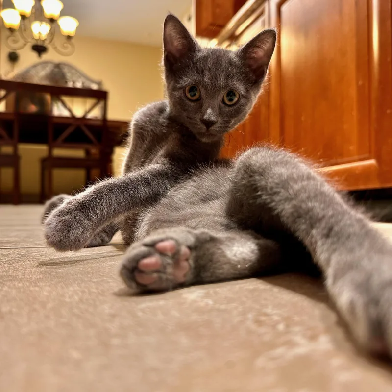 A baby medium-sized male Russian Blue cat named Fry for adoption in East Brunswick, NJ