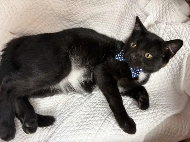 A baby medium-sized male Black Domestic Short Hair cat named Pepe for adoption in Greensboro, NC