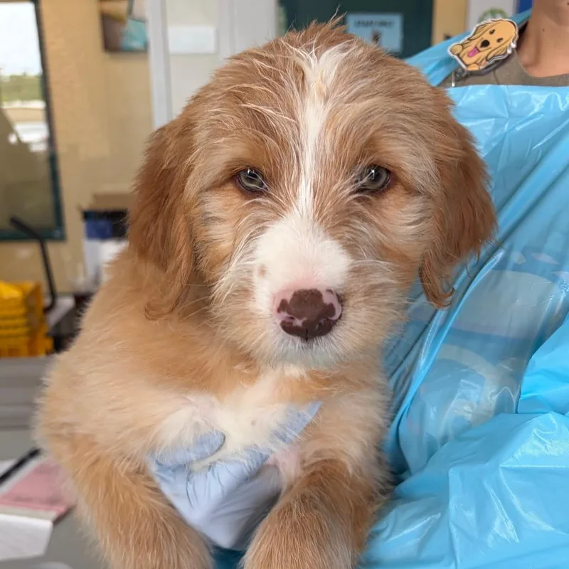 A baby small-sized male Yellow / Tan / Blond / Fawn Spaniel dog named Ray Charles for adoption in Nashville, TN
