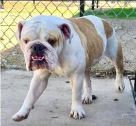 An adult medium-sized female English Bulldog dog named Betty for adoption in West Bloomfield, MI
