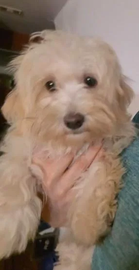 A baby small-sized female White / Cream Maltese dog named Chanel for adoption in Manvel, TX