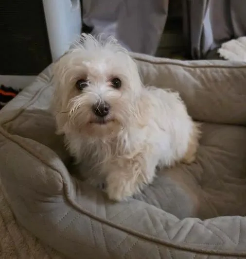Chanel thumbnail 4