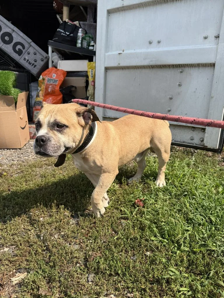 Winston
