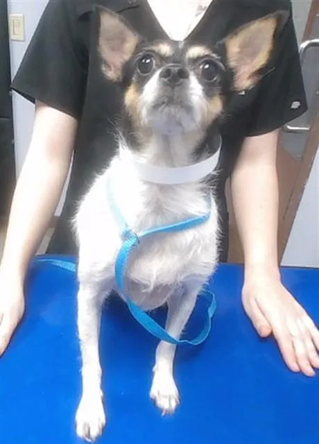 An adult small-sized female Chihuahua dog named Chaquita for adoption in Phoenix, AZ