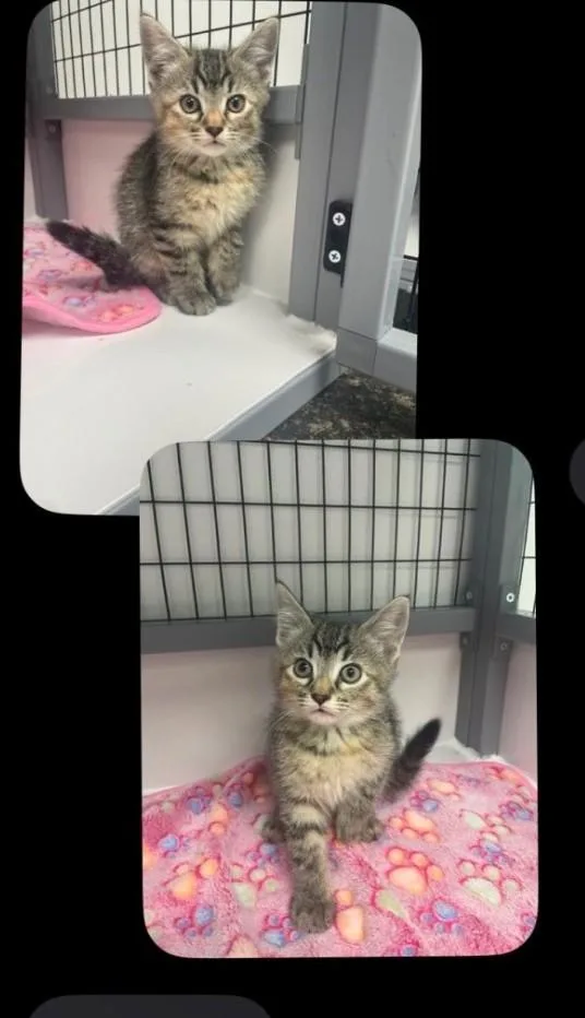 A baby medium-sized female Tabby (Gray / Blue / Silver) Domestic Short Hair cat named Jill for adoption in Huntley, IL
