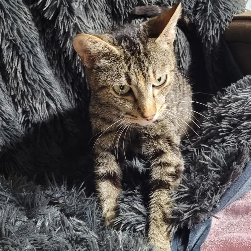 An adult medium-sized female Domestic Short Hair cat named Canasta for adoption in Coos Bay, OR