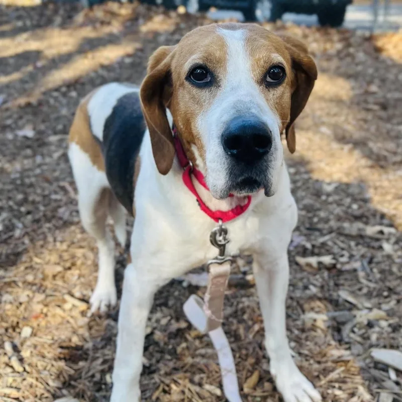 An adult medium-sized female Tricolor (Brown, Black, & White) Treeing Walker Coonhound dog named Sloan for adoption in Cedarburg, WI