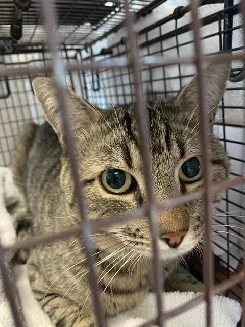 A young large-sized male Domestic Short Hair cat named Finch for adoption in San Jose, CA