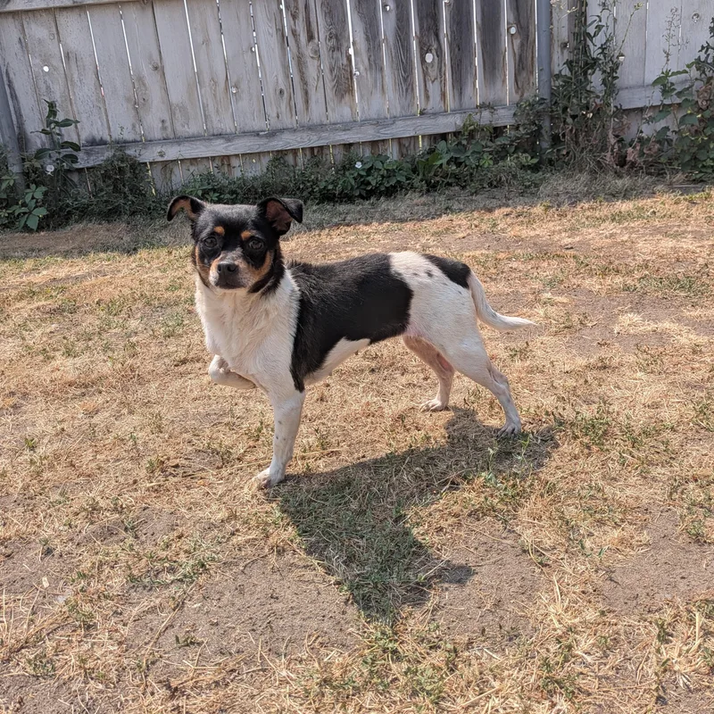An adult small-sized female Tricolor (Brown, Black, & White) Chihuahua dog named Helga for adoption in Hermiston, OR