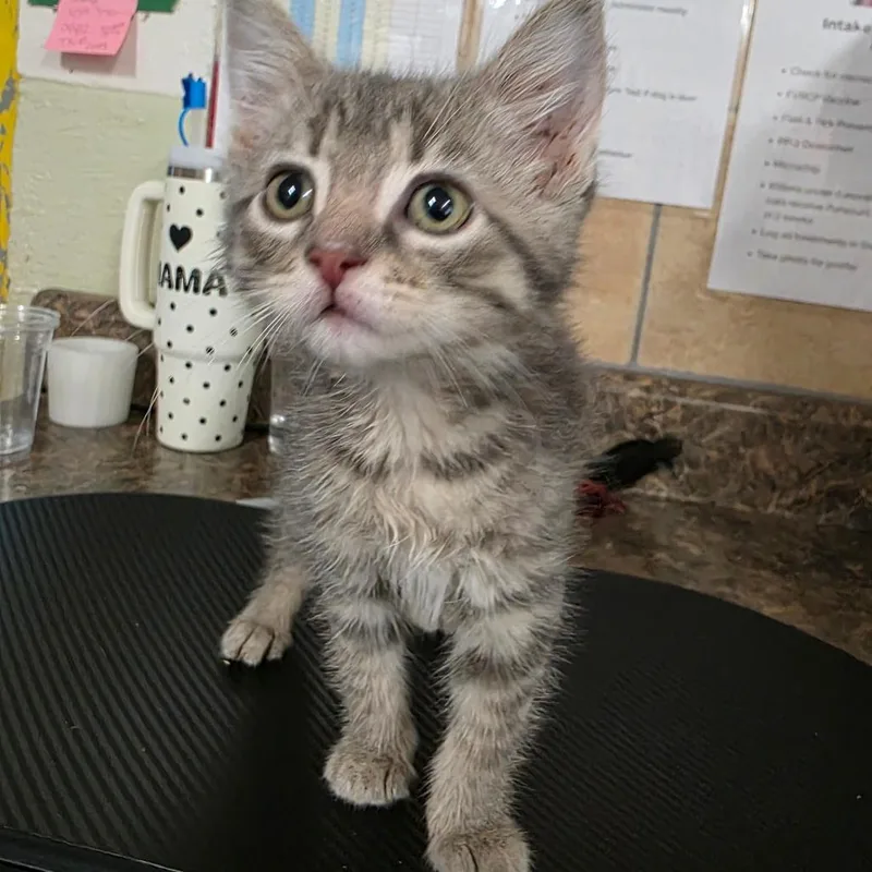 A baby small-sized female Gray / Blue / Silver Domestic Short Hair cat named Clefairy for adoption in Eureka Springs, AR