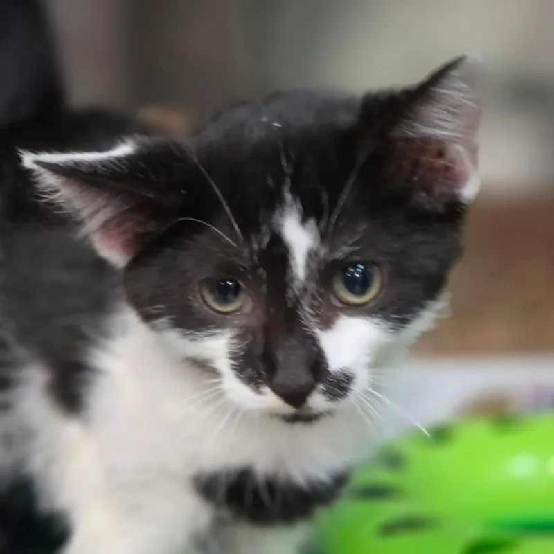 A baby small-sized female White Domestic Short Hair cat named Clarabelle for adoption in Newark, NJ