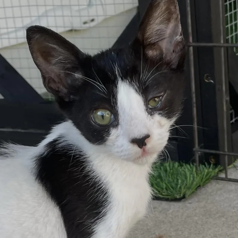 A baby medium-sized female Black Domestic Short Hair cat named Lucy for adoption in San Diego, CA