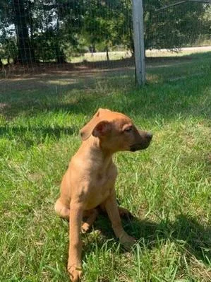 A baby medium-sized male Hound dog named Koda for adoption in Medfield, MA