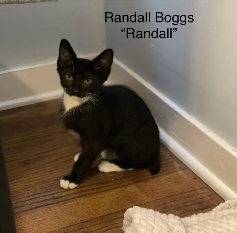 A baby small-sized male Tuxedo cat named Randall Boggs C Weaver for adoption in Saunderstown, RI