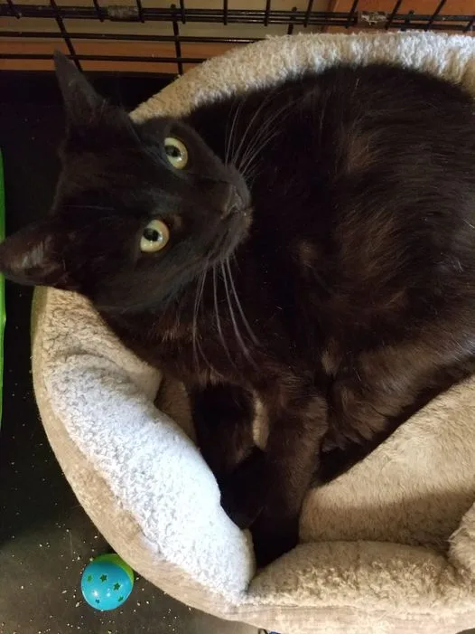 An adult medium-sized female Black Bombay cat named Riley for adoption in Montour Falls, NY