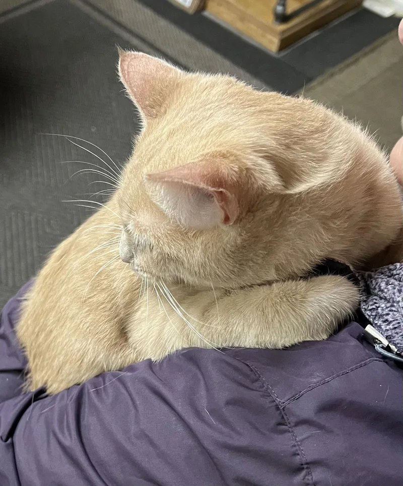 Pressley thumbnail 2