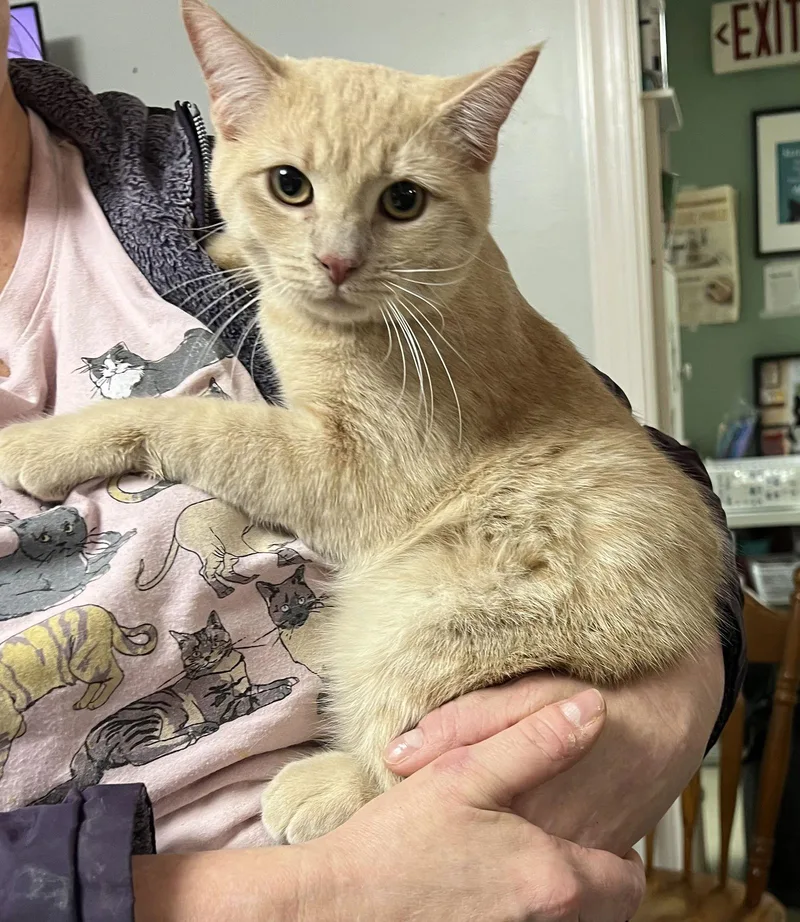 Pressley thumbnail 3